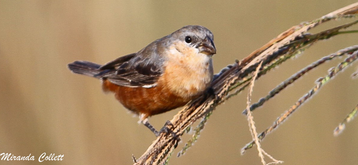 Tawny-bellied Seedeater (Sporophila hypoxantha)